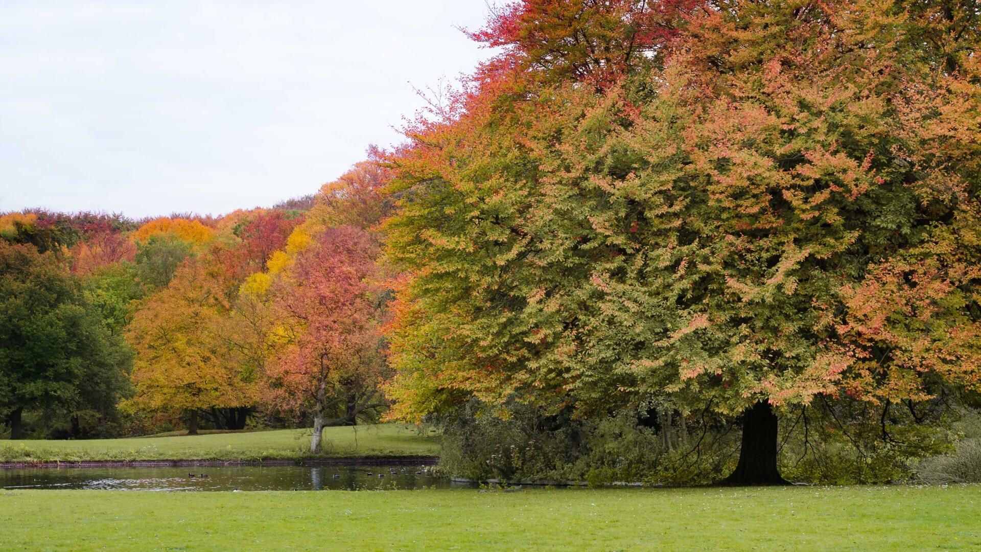 Groen in de stad